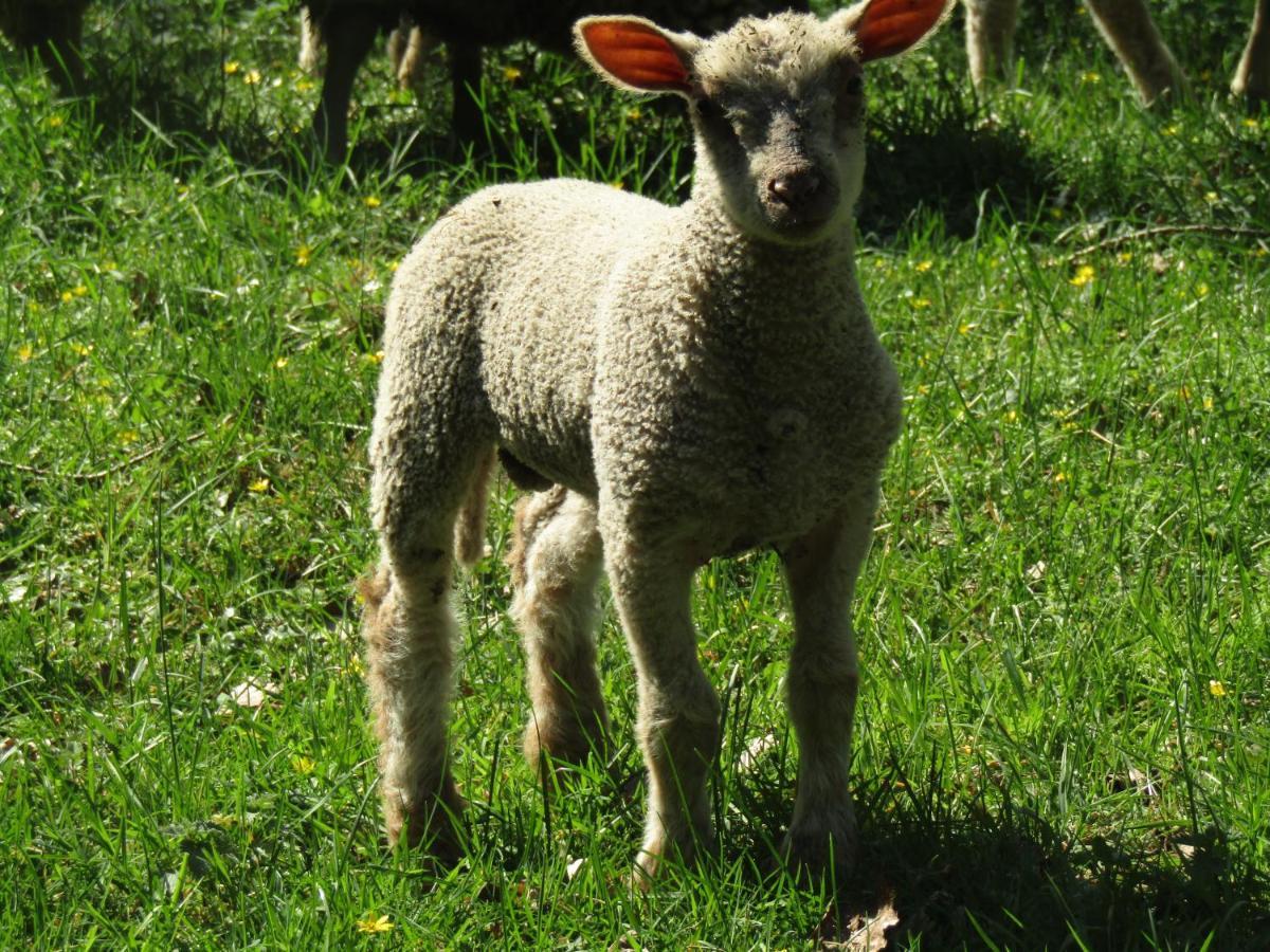Fermette Dans Les Pays De La Loire * Ize